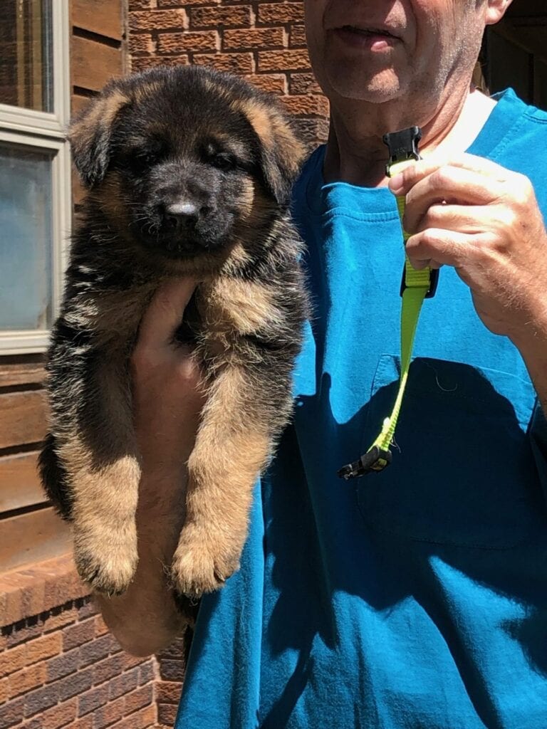 A man holding a puppy with a leash.