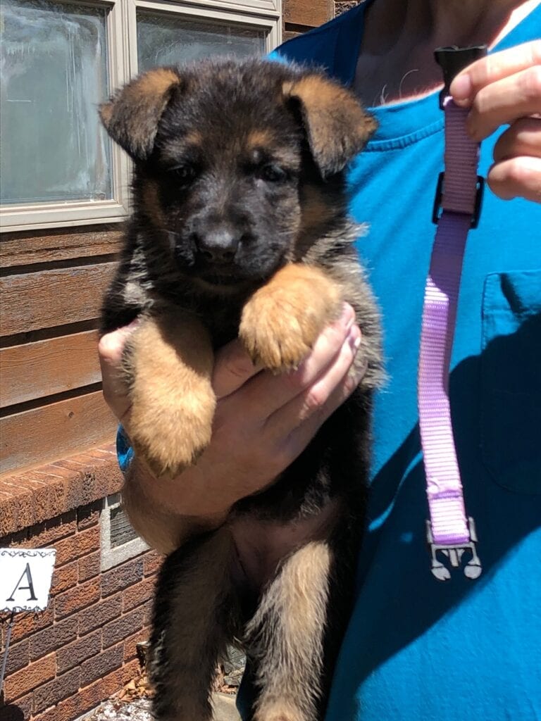 A person holding a puppy with a leash.
