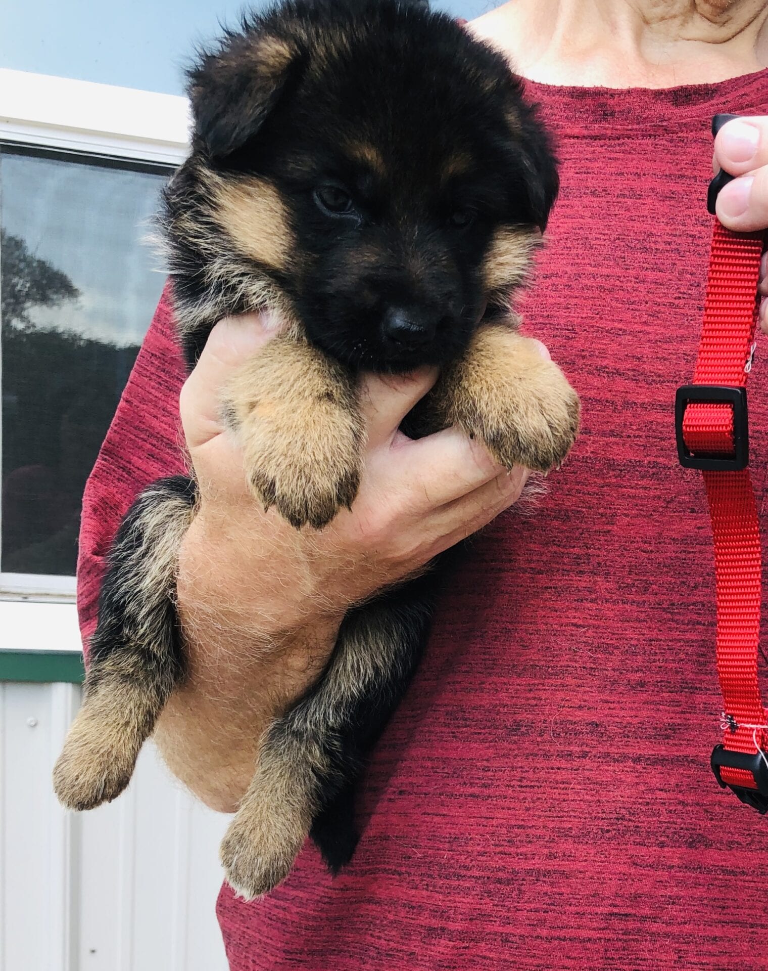 A person holding a puppy in their arms.