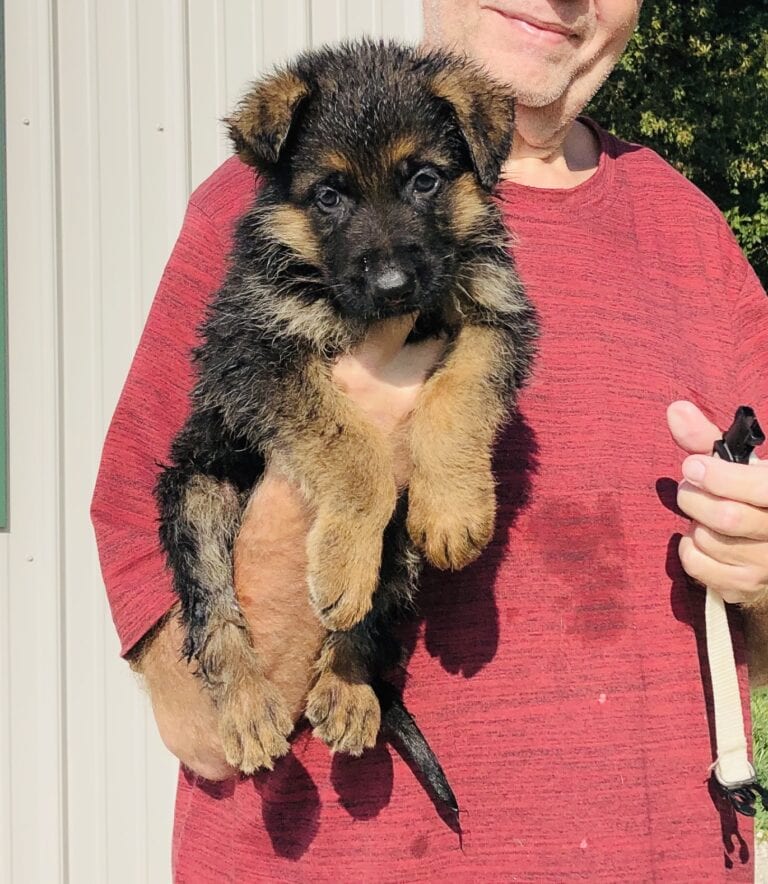 Buy German Shepherd Puppies for Sale