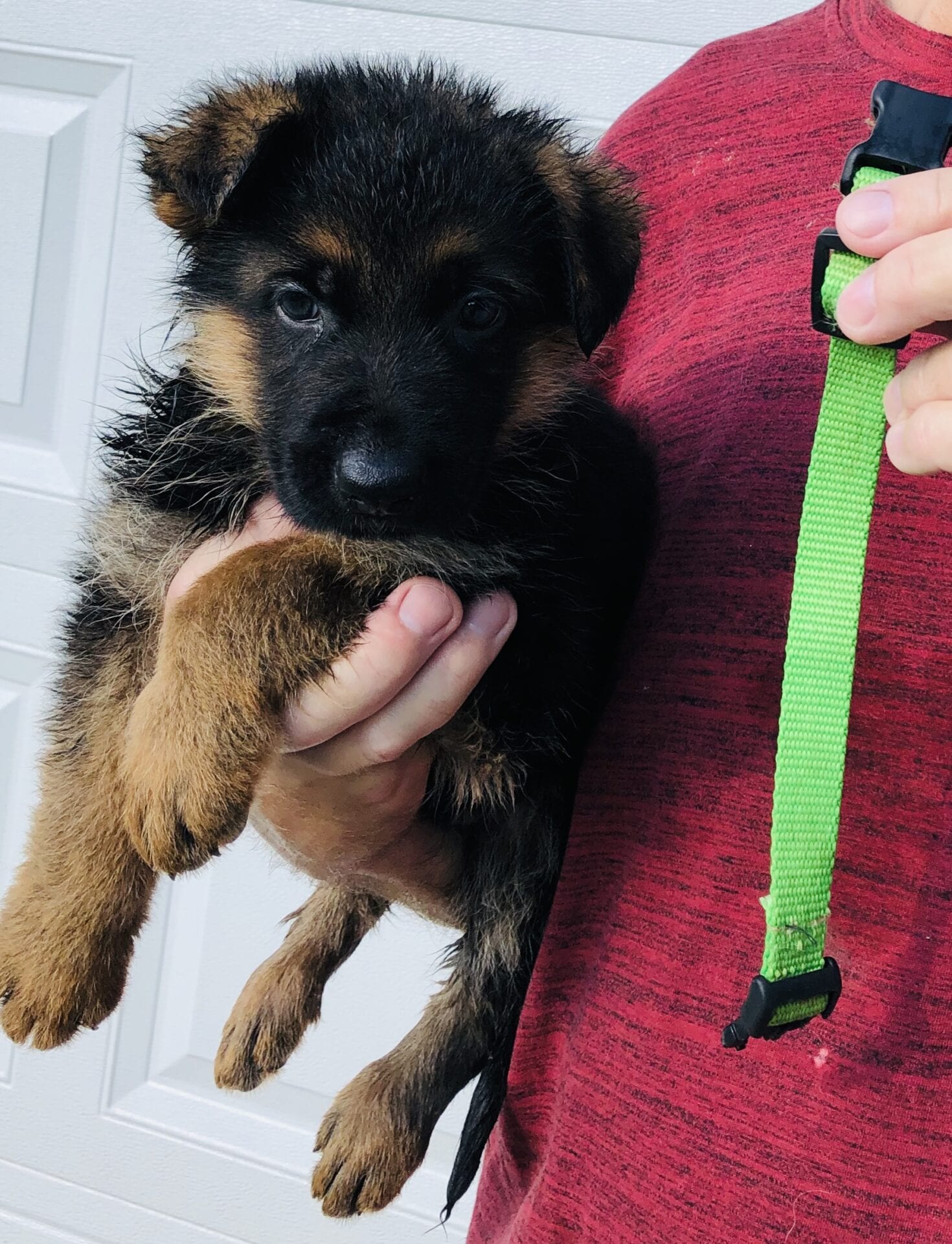 A person holding a puppy in their arms.