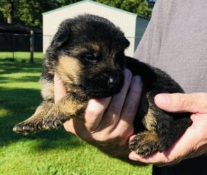 Choose Your Puppy - Companion - German Shepherds of Ozarks