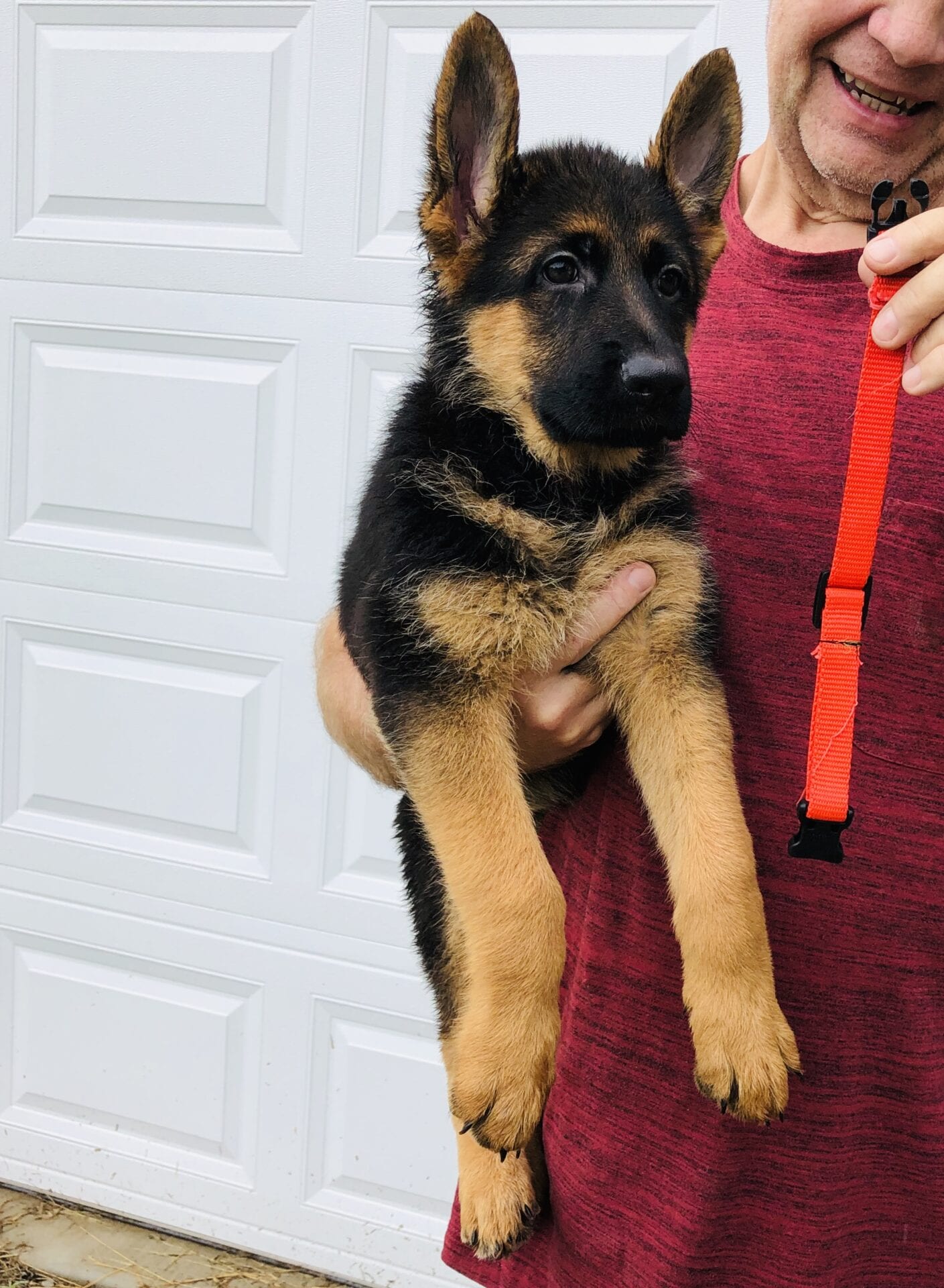 AKC Registered German Shepherd Puppies for Sale