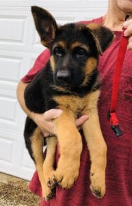 Buy German Shepherd Puppies for Sale