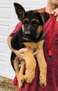 Choose Your Puppy - Companion - German Shepherds of Ozarks