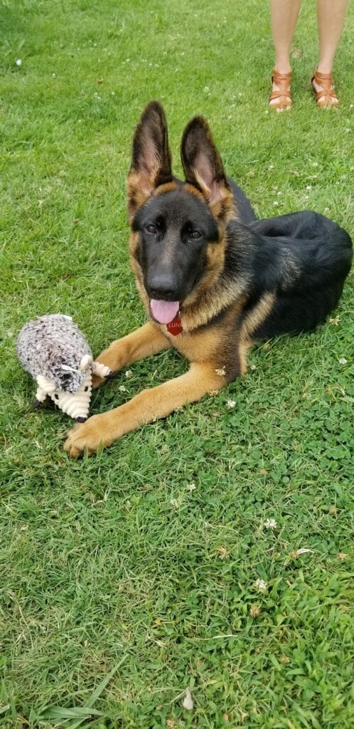A dog and a hedgehog are sitting in the grass.