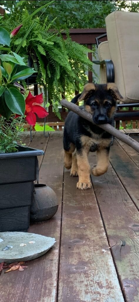 A puppy carrying a stick in its mouth.