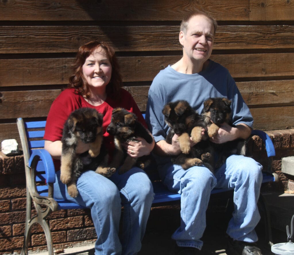 A man and woman sitting on a bench with two puppies.
