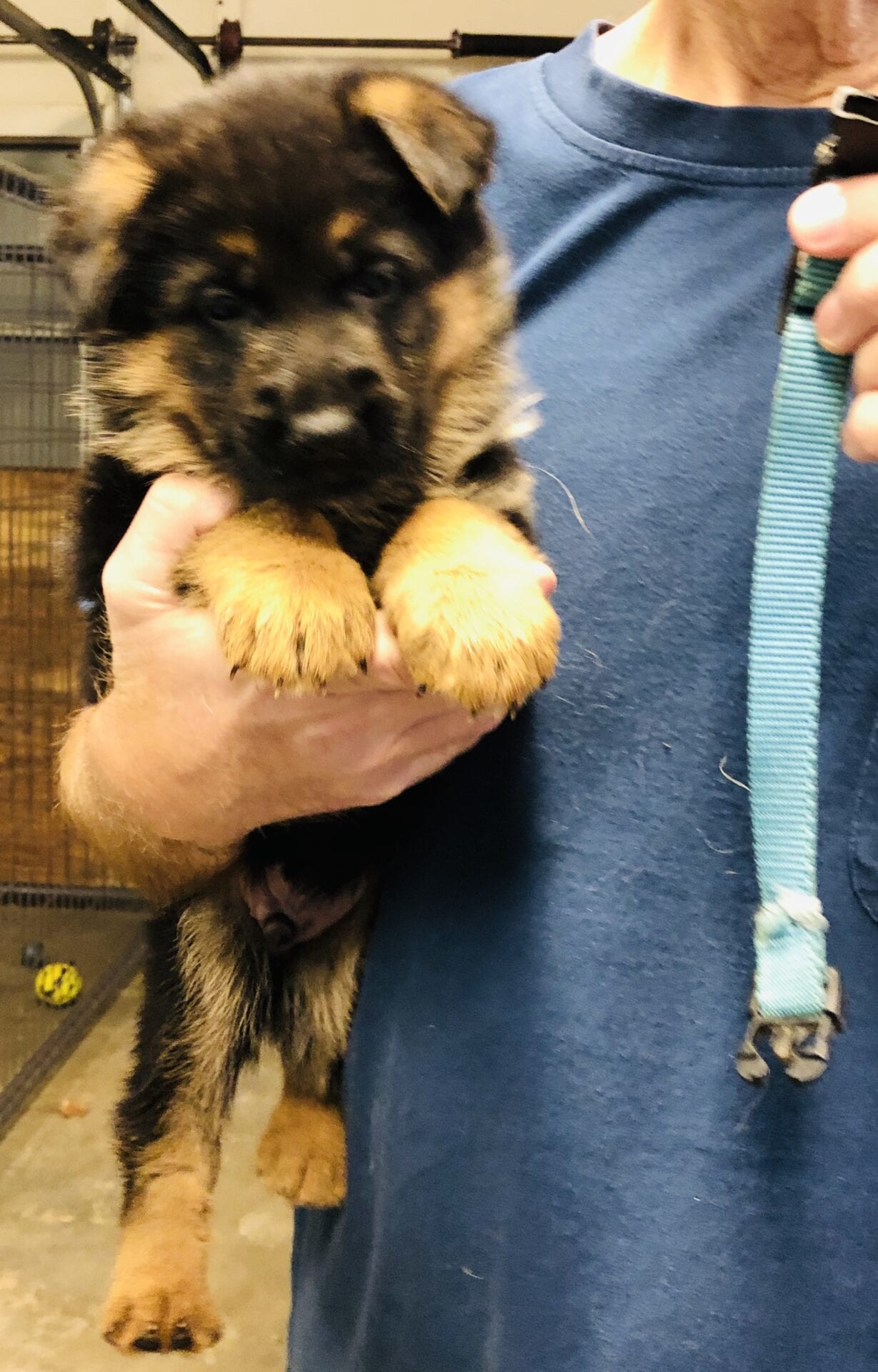 A person holding a puppy with one paw in the other.