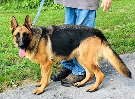 Our German Shepherds, Neosho, MO