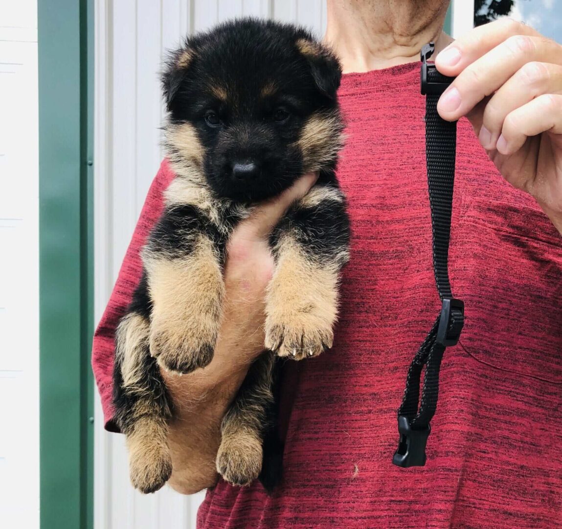 A person holding a puppy in their arms.